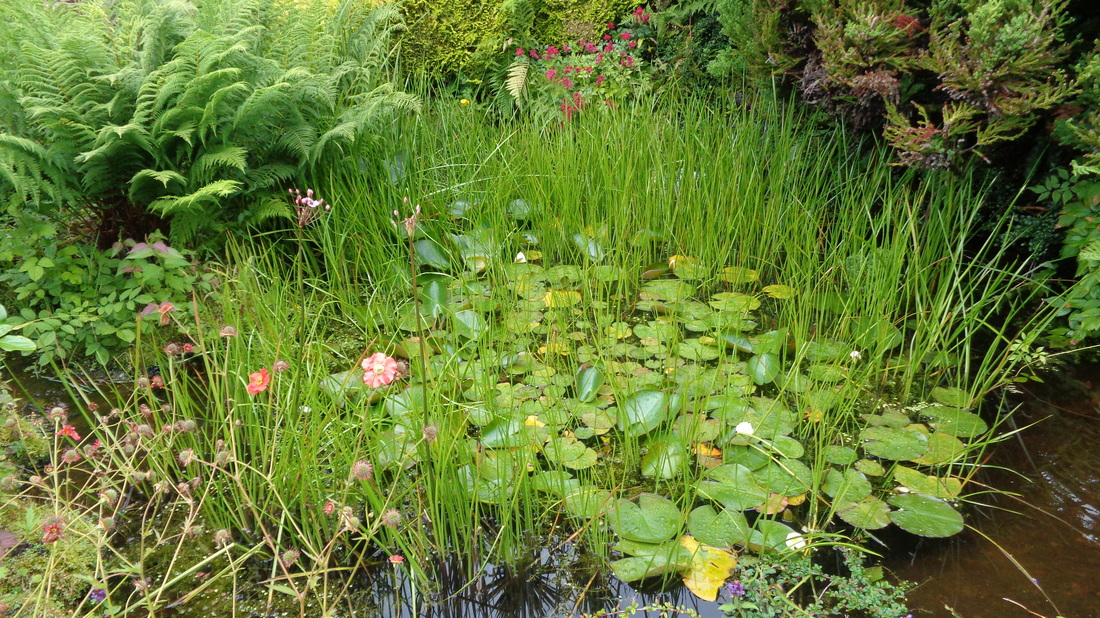  Water lilies at Ardencraig Gardens