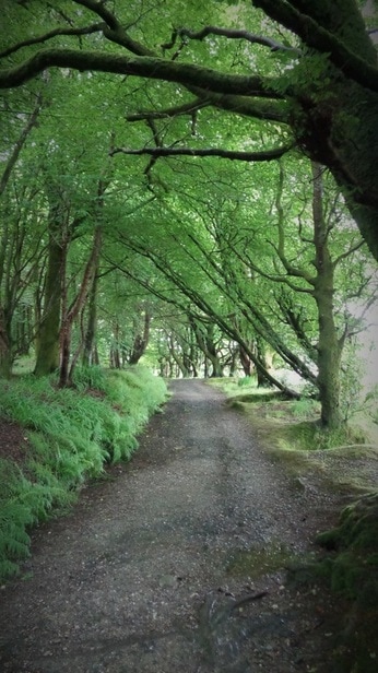 The Forest Walk, Isle of Bute