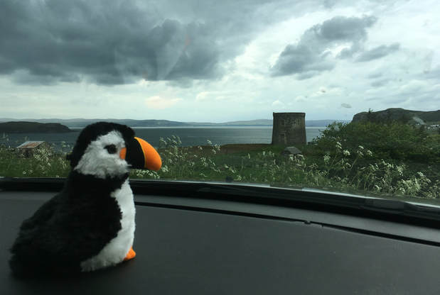 Puffin on Isle of Skye