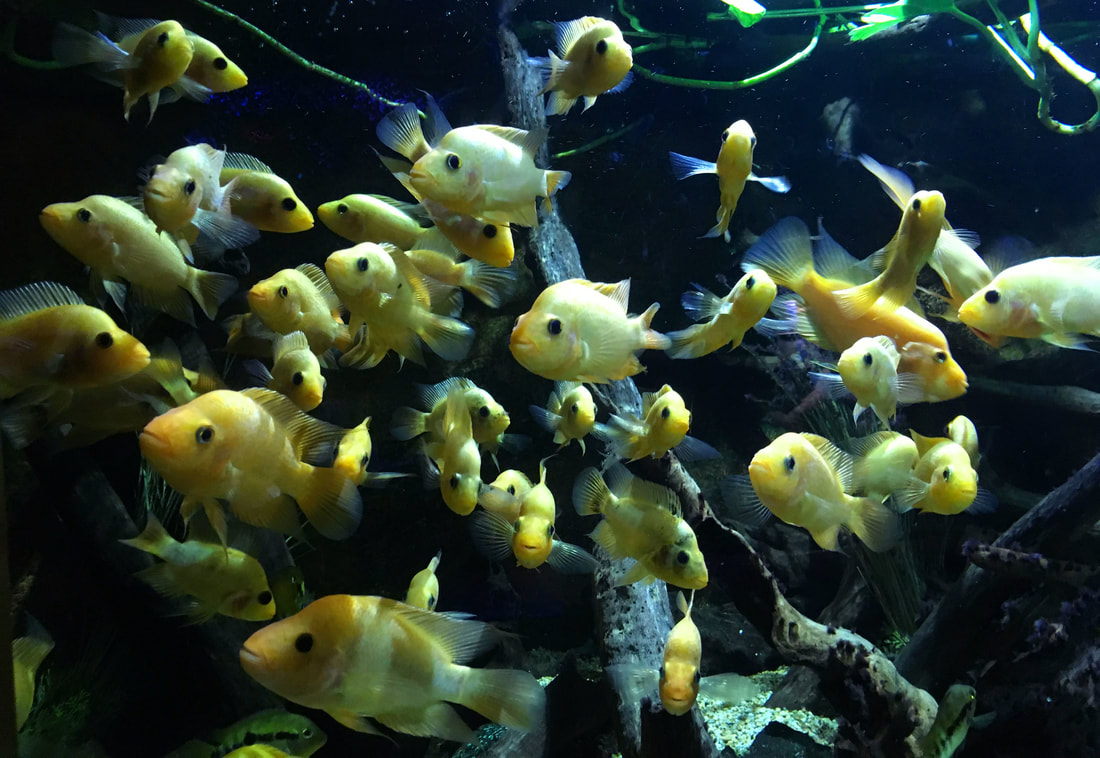 Deep Sea World fishes